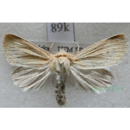 Denticucullus pygmina (Haworth, 1809) Poland89k